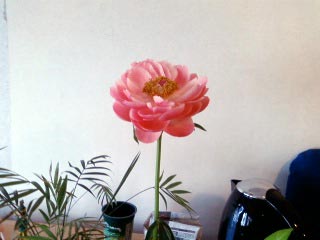 芍薬（シャクヤク）のはな