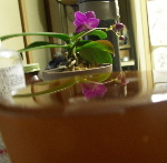 20100607-100_4194.jpg